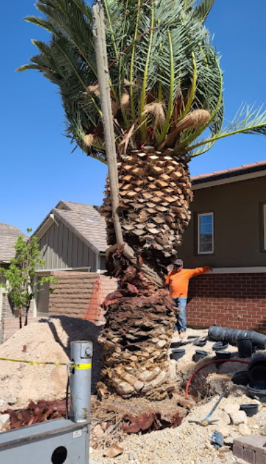 Backyard install of palm tree after demolition